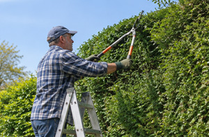 Professional Hedge Cutting Cheddleton (ST13)
