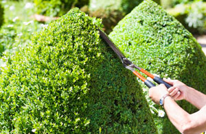 Specialist Hedge Trimming in Hingham