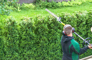 Hedge Trimming in Woolston