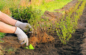 Professional Hedge Planting Culcheth