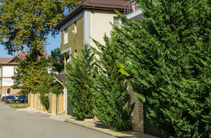 Specialist Hedge Trimming in Ramsgate