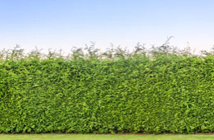 Specialist Hedge Trimming in Cheddleton