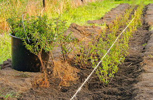 Professional Hedge Planting Egham