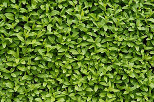 Hedge Care and Maintenance Kettering Northamptonshire