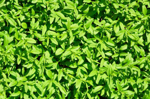 Hedge Care and Maintenance Thrapston Northamptonshire