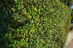 Hedge Care and Maintenance Cheddleton Staffordshire