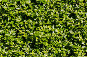 Hedge Care and Maintenance Gloucester Gloucestershire